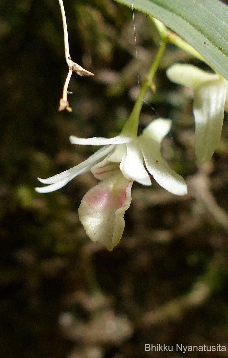 Dendrobium panduratum subsp. panduratum Lindl.